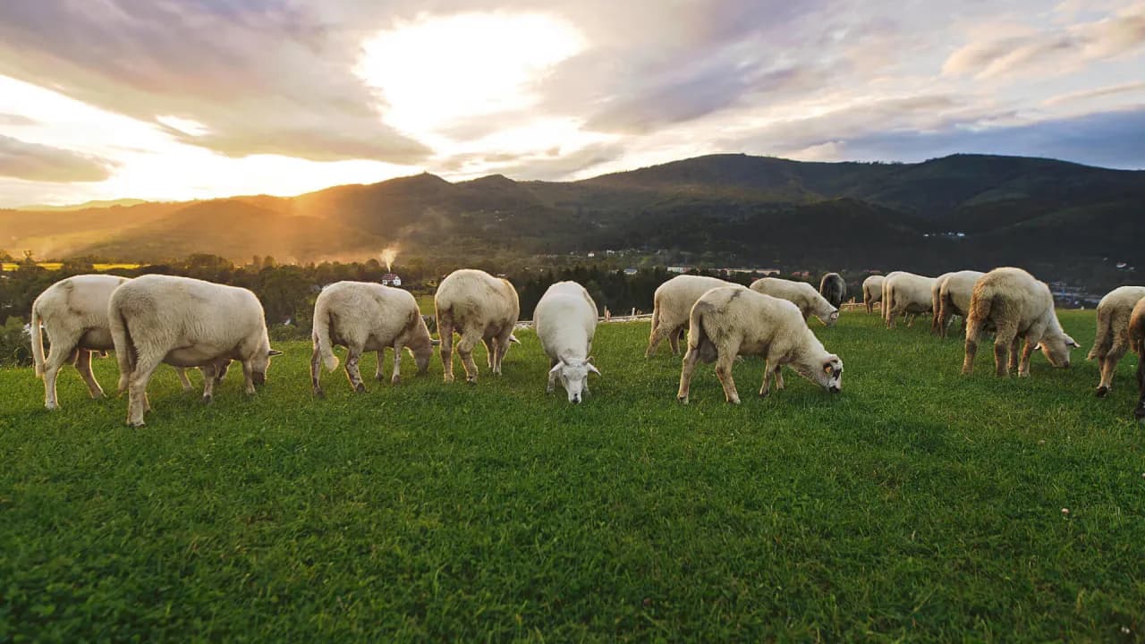 Bacówka u Harnasia: Niezapomniane doświadczenia w sercu Beskidów