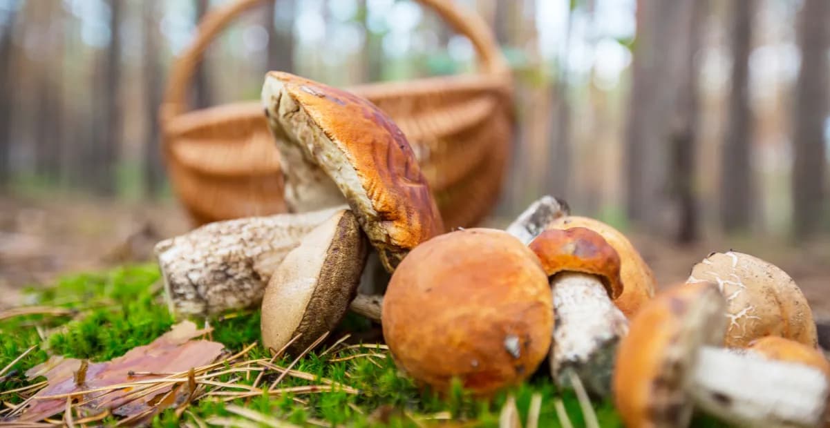 Gdzie na grzyby z noclegiem? Odkryj najlepsze miejsca w Polsce